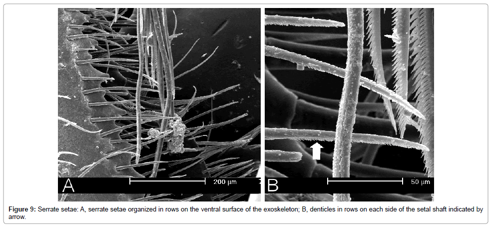 marine-science-research-development-Serrate-setae