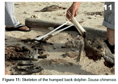 marine-science-research-development-Sousa