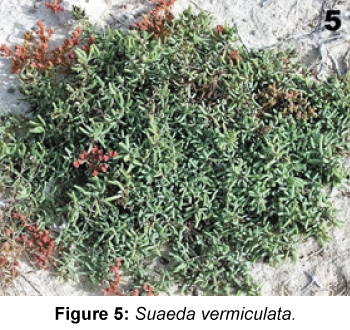 marine-science-research-development-Suaeda