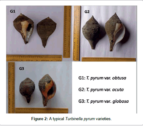 marine-science-research-development-Turbinella-pyrum