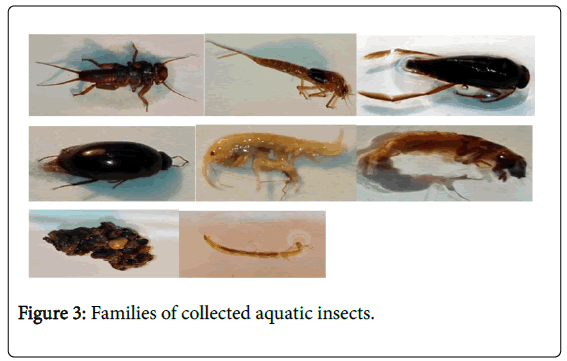 marine-science-research-development-aquatic-insects