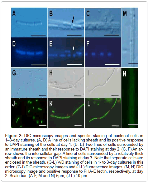 marine-science-research-development-bacterial-cells
