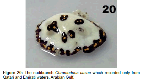 marine-science-research-development-cazae