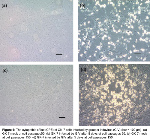 marine-science-research-development-cytopathic-effect