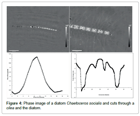 marine-science-research-development-diatom