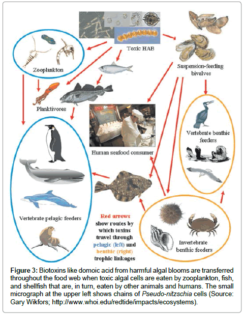 marine-science-research-development-domoic-acid