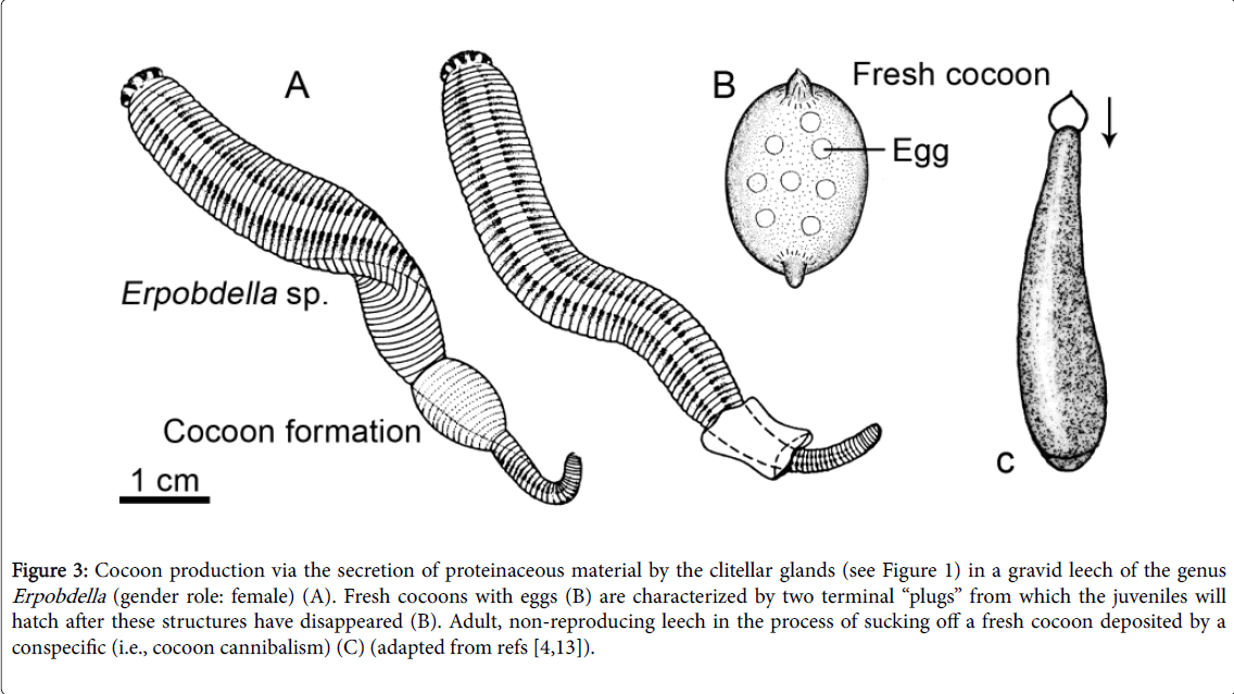 marine-science-research-development-gender-role