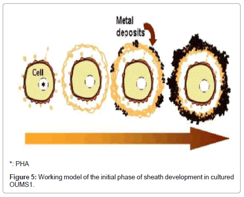marine-science-research-development-initial-phase