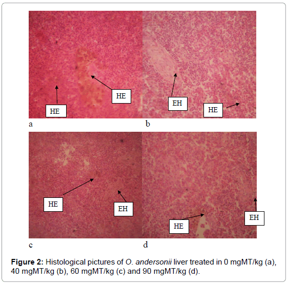 marine-science-research-development-liver-treated