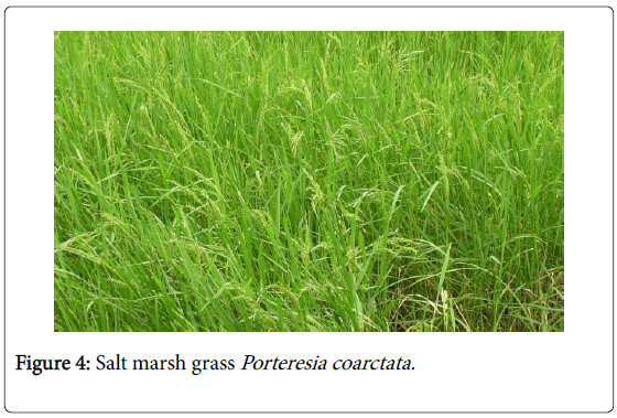 marine-science-research-development-marsh-grass