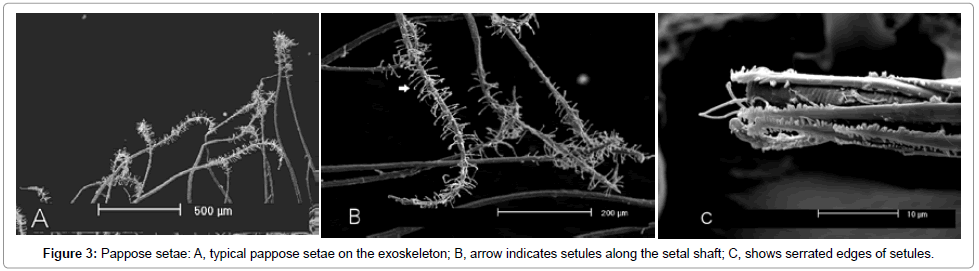 marine-science-research-development-pappose-setae