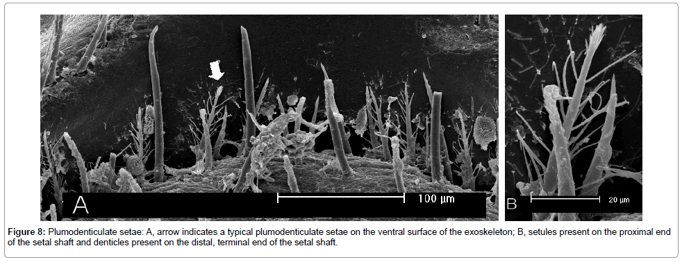 marine-science-research-development-plumodenticulate