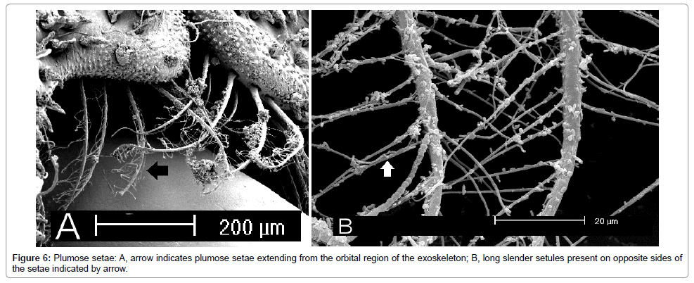 marine-science-research-development-plumose-setae