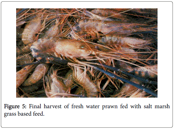 marine-science-research-development-prawn-fed