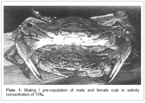 marine-science-research-development-pre-copulation