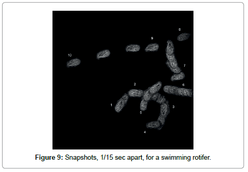 marine-science-research-development-rotifer