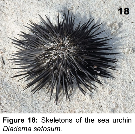 marine-science-research-development-sea-urchin