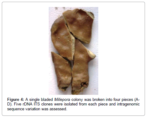 marine-science-research-development-single-bladed