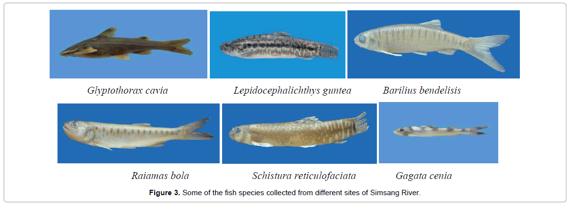 marine-science-research-development-sites-Simsang-River