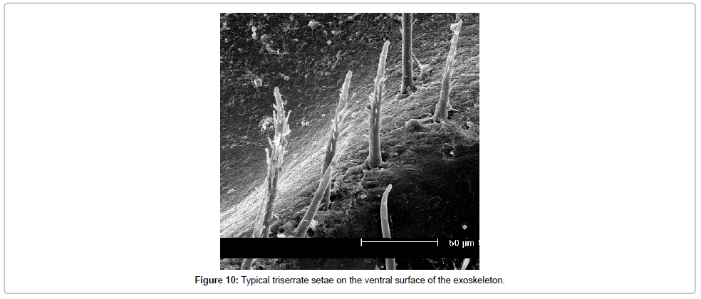 marine-science-research-development-triserrate-setae