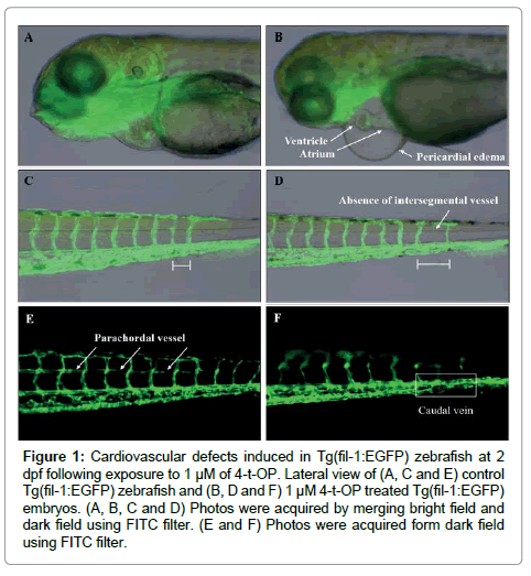 marine-science-research-development-zebrafish