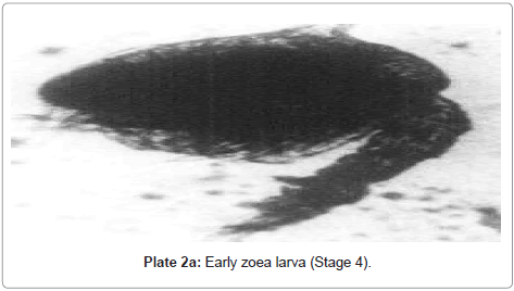 marine-science-research-development-zoea-larva
