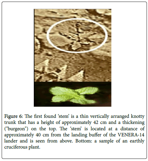 marine-science-research-knotty-trunk