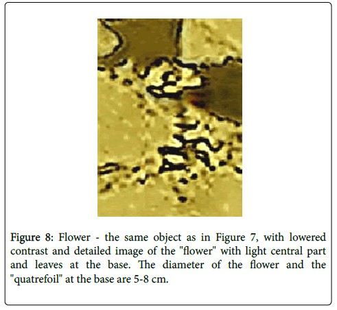 marine-science-research-quatrefoil-flower