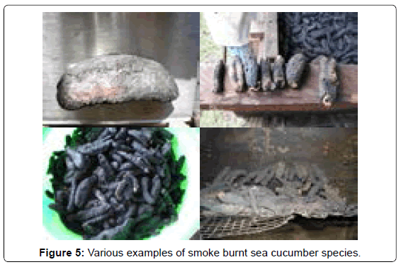 marine-science-research-smoke-burnt-sea