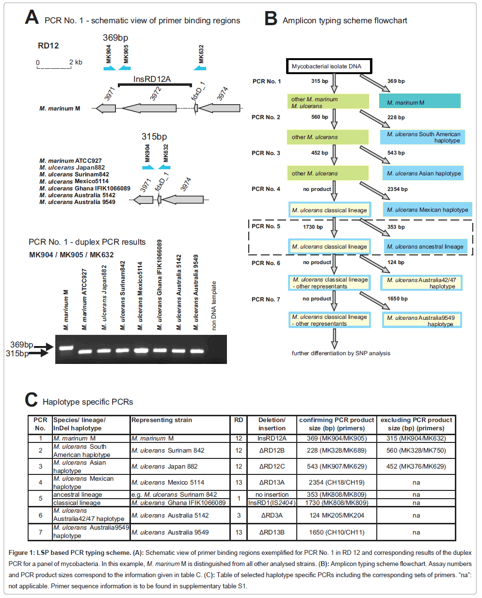 medicalmicrobiologydiagnosisprimerbinding
