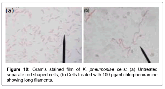 modulation of antibiotic efficacy against klebsiella klebsiella pneumoniae gram stain