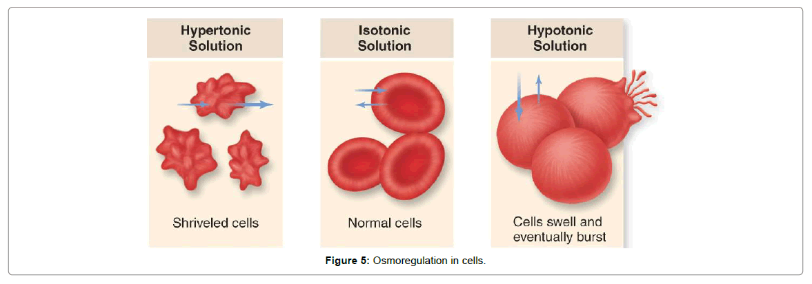 medical-physiology-therapeutics-Osmoregulation-cells