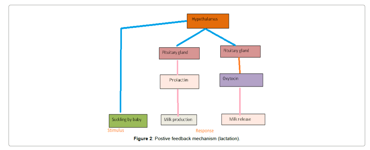 Homeostasis Chart