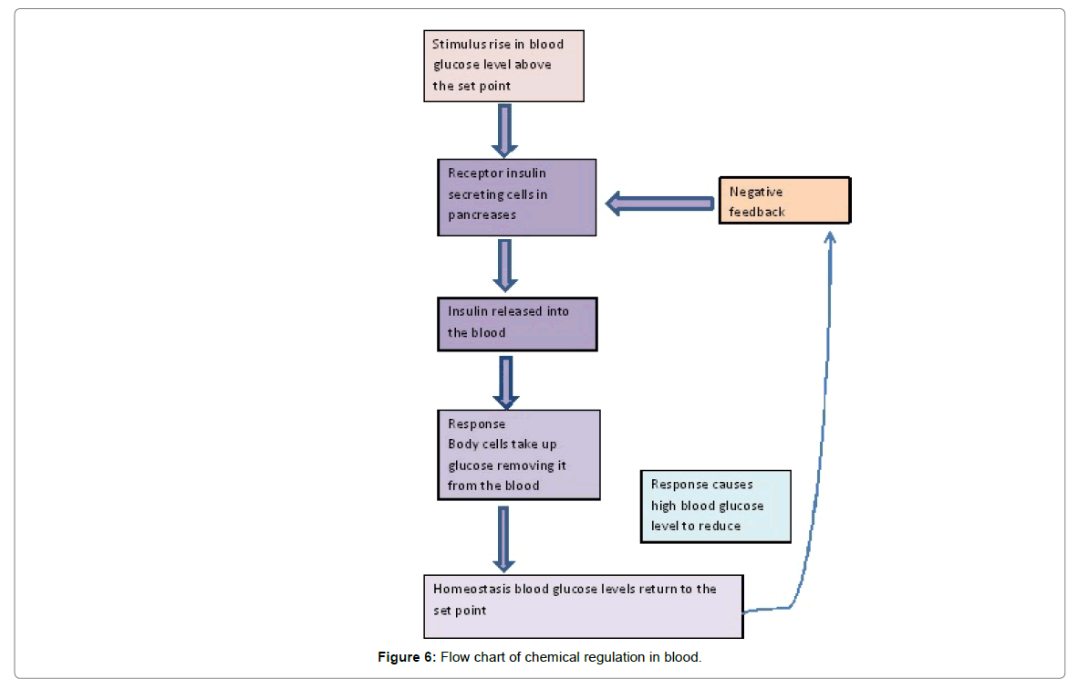 Integumentary System Flow Chart