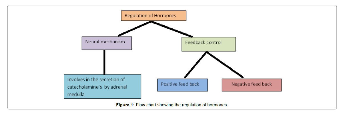 Integumentary System Flow Chart