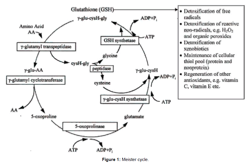 depletion of glutathione during oxidative stress and efficacy of n