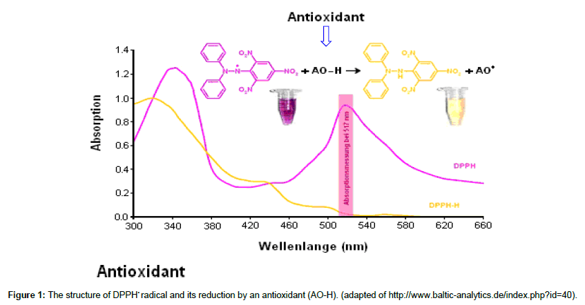 dpph method 8 dpph radical scavenging capacity of phenolic extracts from african yam bean (sphenostylis stenocarpa) 2 materials and methods 21 chemicals and reagents. dpph method 8 dpph radical scavenging capacity of phenolic extracts from african yam bean (sphenostylis stenocarpa) 2 materials and methods 21 chemicals and reagents.