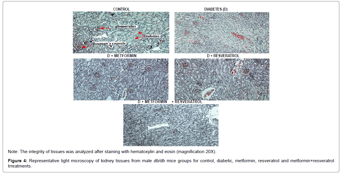 Resveratrol and diabetes