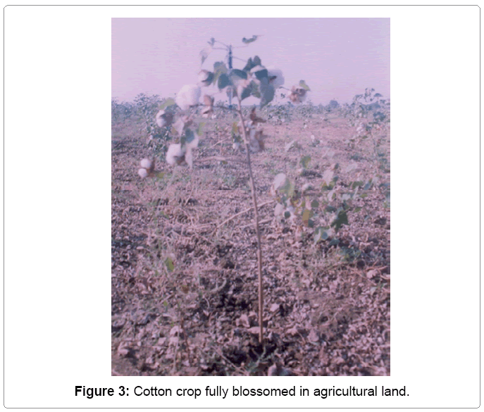 metallurgy-mining-Cotton-crop