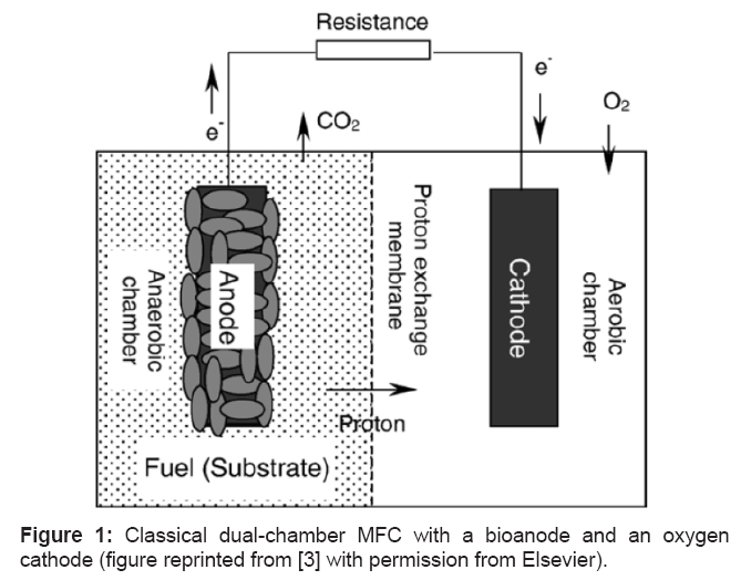Cathodic and anodic biofilms in single chamber microbial fuel cells