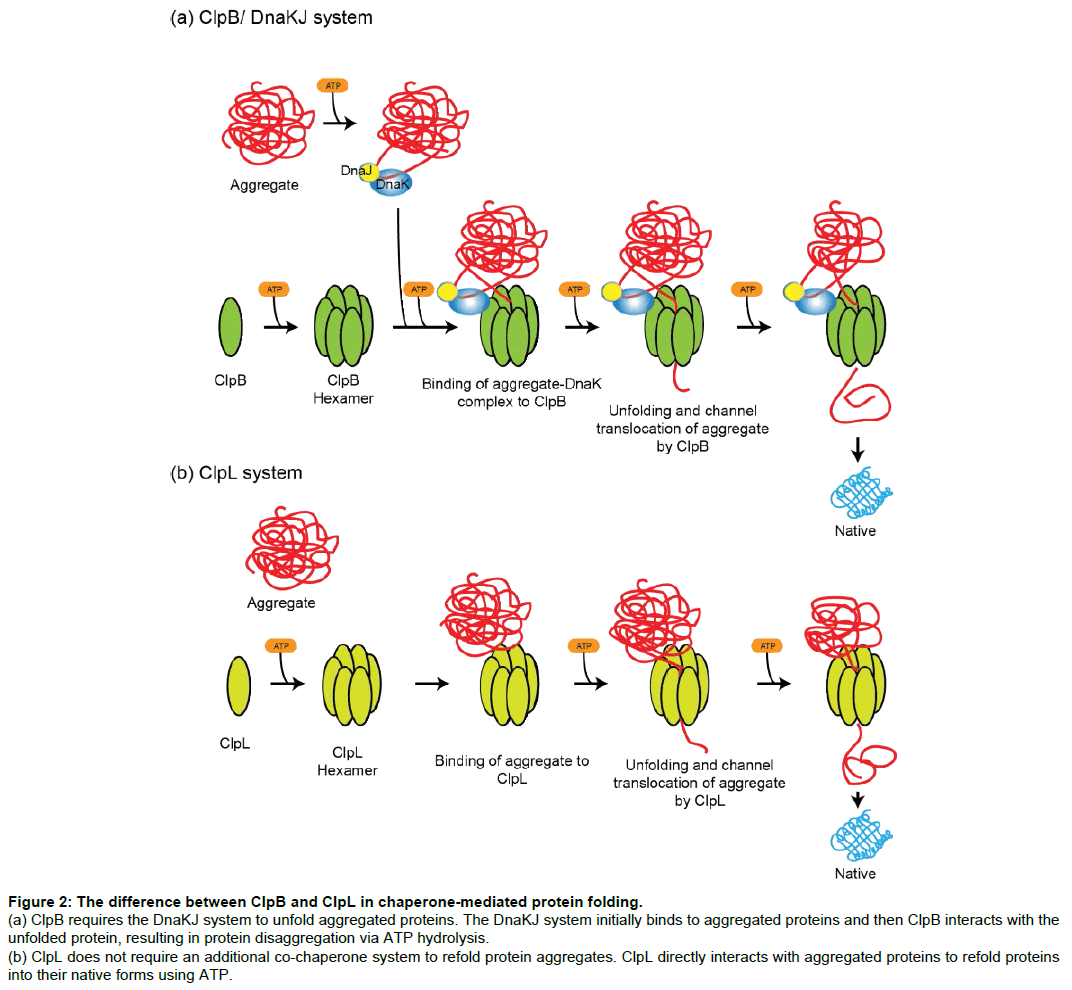 roles of chaperone proteins in bse roles of chaperone proteins in bse