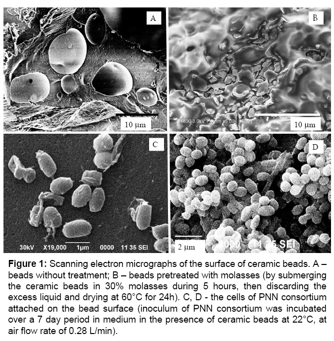 optimization of nitrification process by a bacterial consortium in microbial biochemical technology molasses