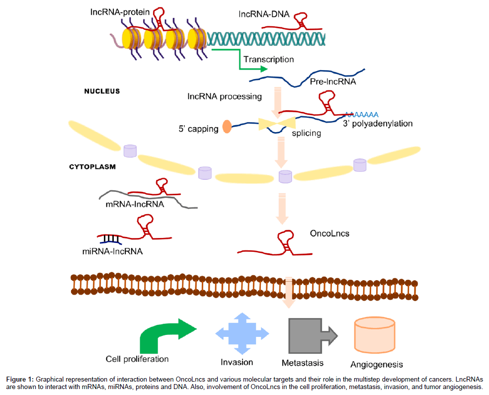 OncoLncs: Long Non-Coding RNAs with Oncogenic Functions | OMICS ...