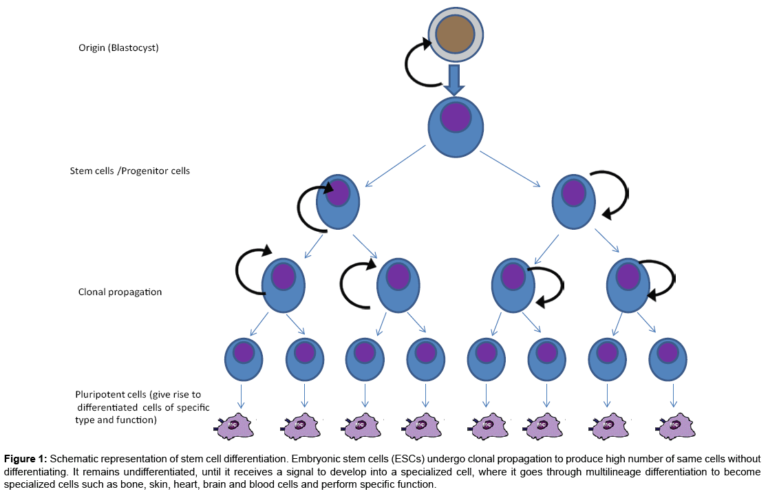 differentiation Biology Diagrams