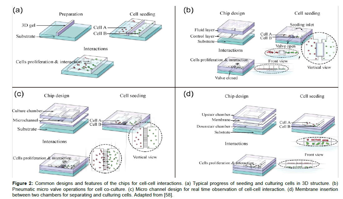 cell seeding Best answer: seeding cells is just splitting them into a concentration that will be at its most useful at the time of the experiment so, yes, you are right. cell seeding Best answer: seeding cells is just splitting them into a concentration that will be at its most useful at the time of the experiment so, yes, you are right.