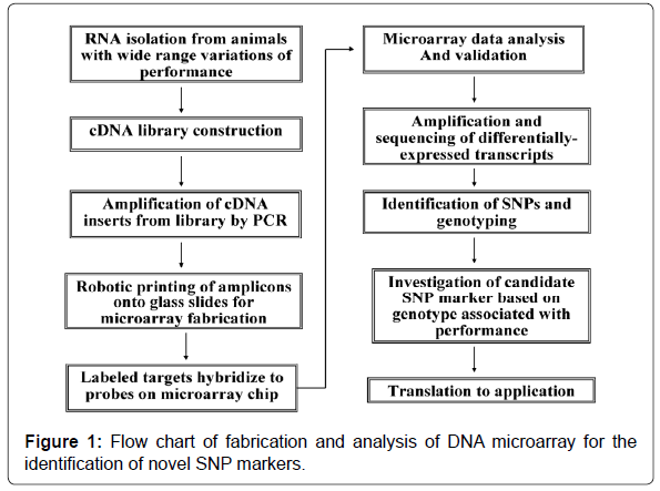 Dna Sequencing Flow Chart