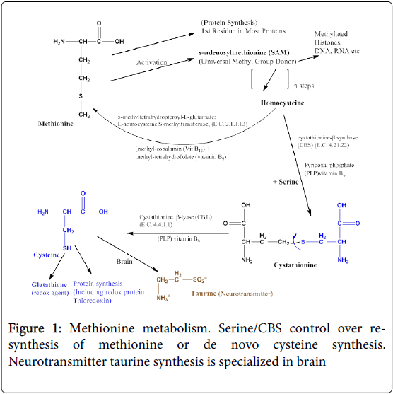 methionine metabolism in humans new perspectives on epigenetic