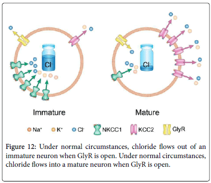 Genetics Plays Outsized Role In Autism >> The Possible Link Between Autism And Glyphosate Acting As Glycine Genetics Plays Outsized Role In Autism >> The Possible Link Between Autism And Glyphosate Acting As Glycine