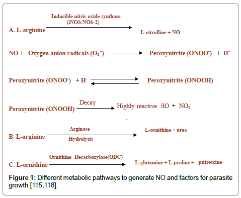 molecular-immunology-metabolic-pathways