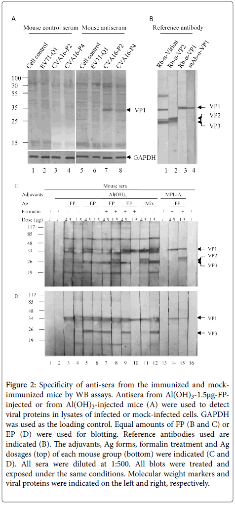 molecular-immunology-weight-markers